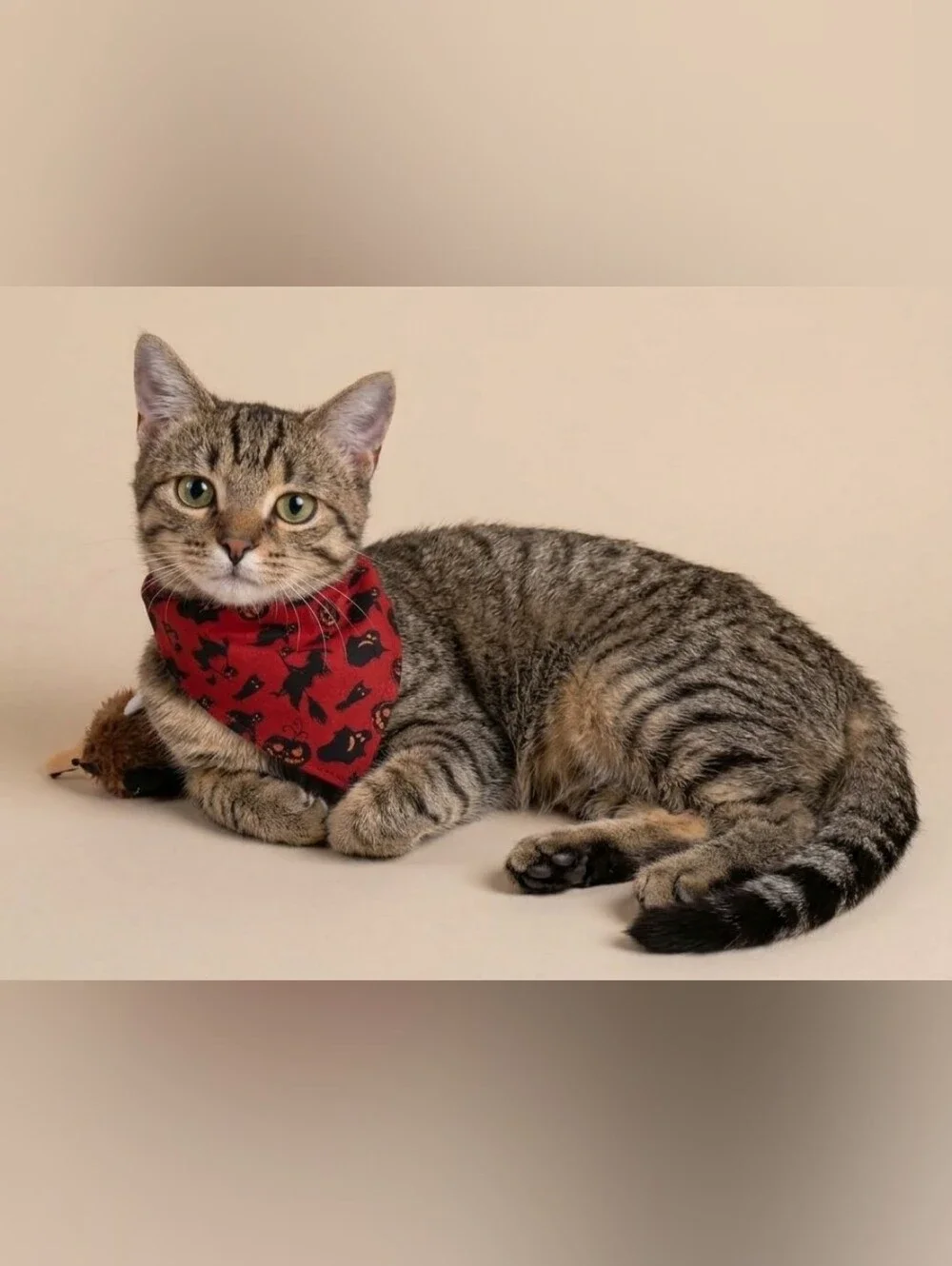 Handmade Spooky Red Halloween Pet Bandana - Fits Cats and Small/Medium Dogs